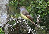 Great Crested Flycatcherborder=